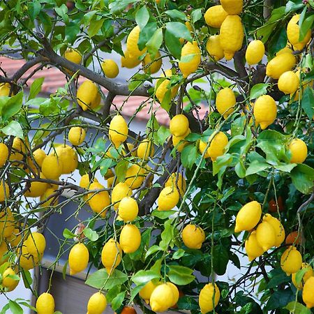 Il Giardino Segreto Sorrento Exterior foto
