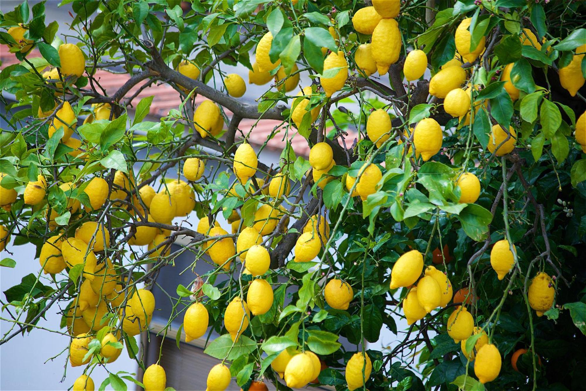Il Giardino Segreto Sorrento Exterior foto